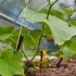 Ako sa starať o uhorky v skleníku a skleníku